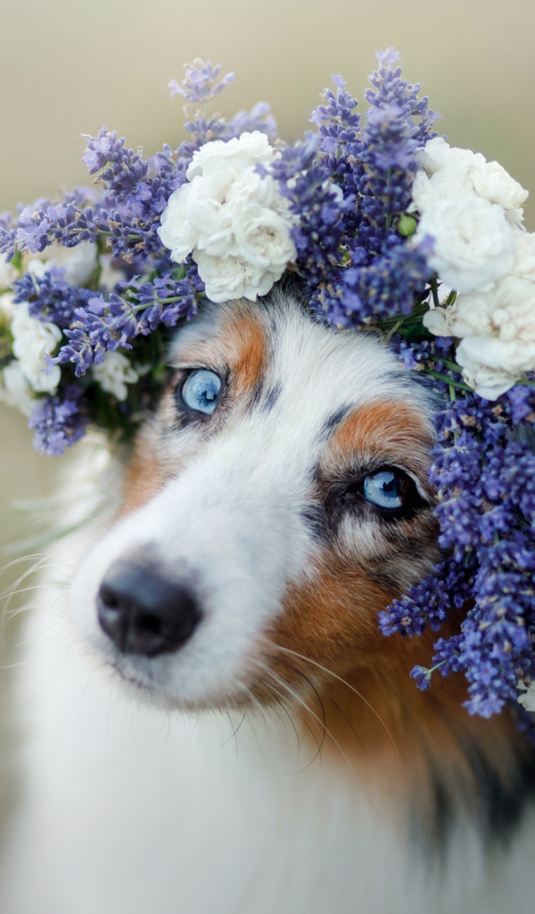 Красивая голубоглазая австралийская овчарка с венком на голове 