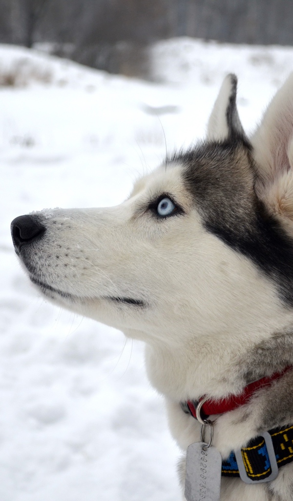 Красивый голубоглазый кот породы хаски с ошейником