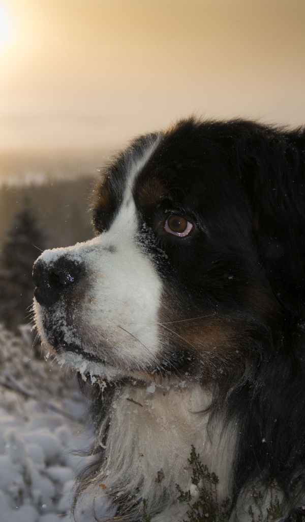Bernese Mountain Dog in a snowy forest at sunset