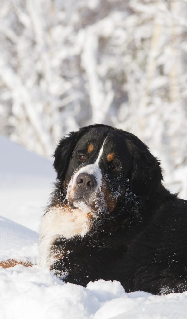 Бернский зенненхунд лежит на холодном снегу 