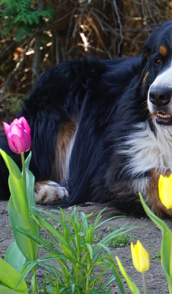 Бернский зенненхунд лежит на земле с тюльпанами