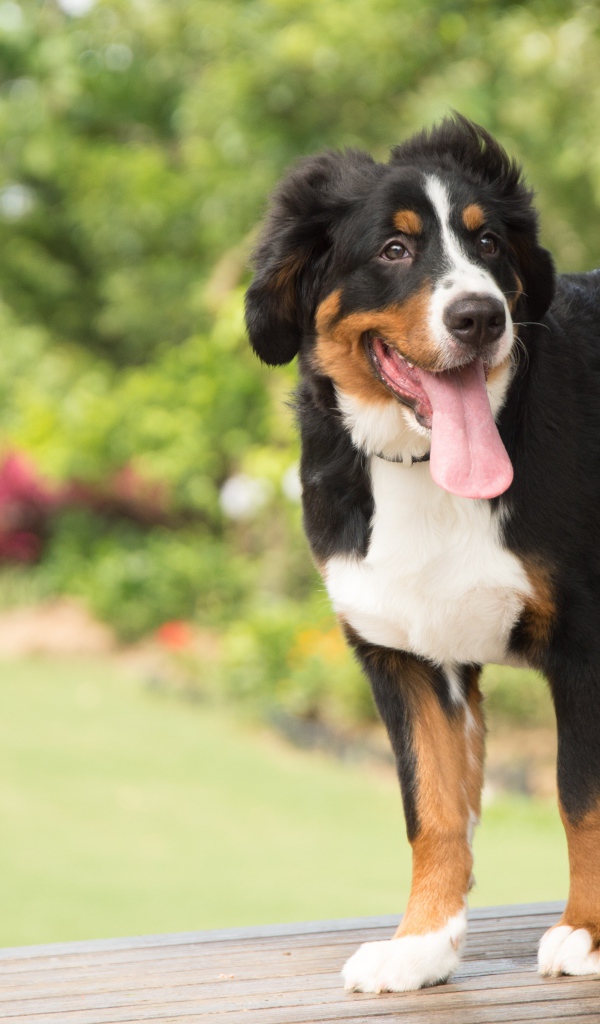 Щенок породы Бернский зенненхунд  с высунутым языком
