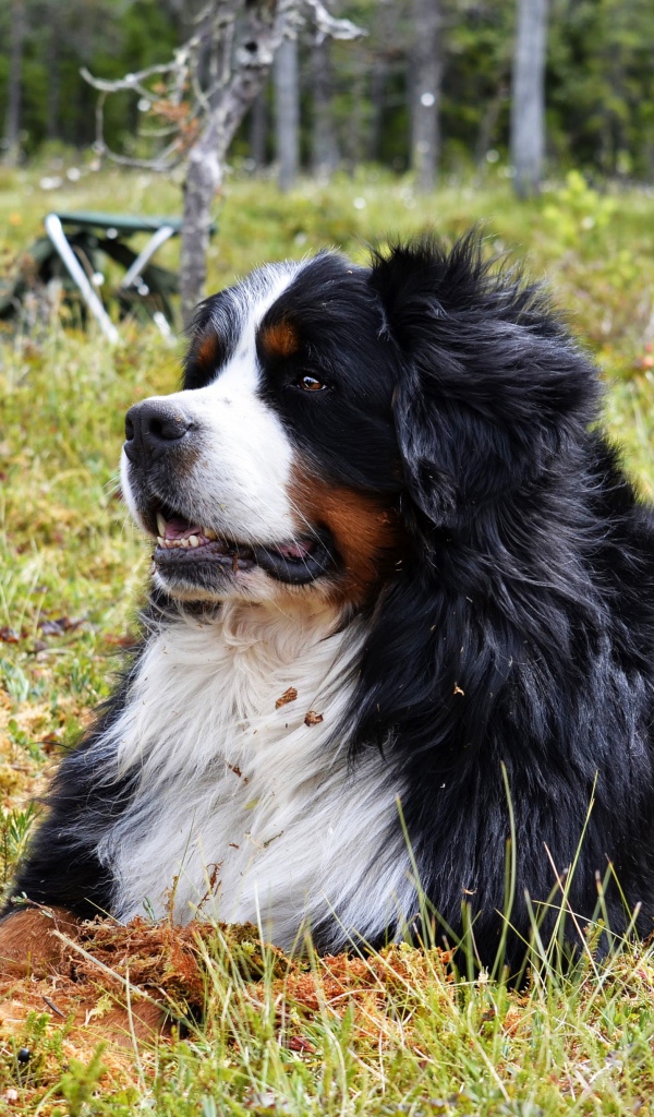 Бернский зенненхунд отдыхает на зеленой траве 