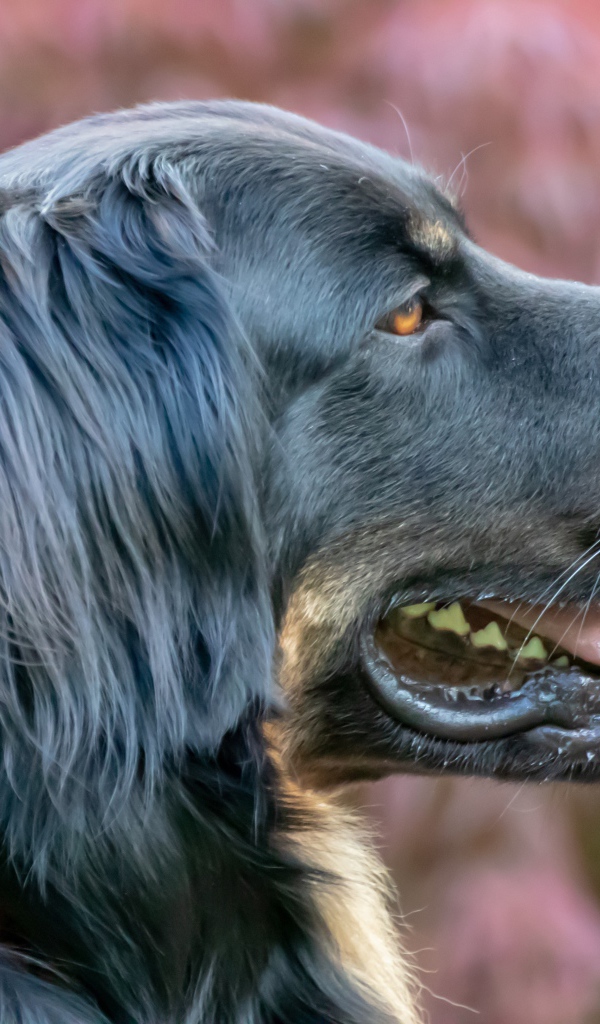 Большая черная собака с высунутым языком