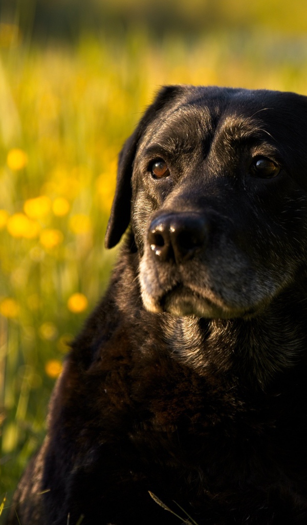Большой черный лабрадор сидит в зеленой траве