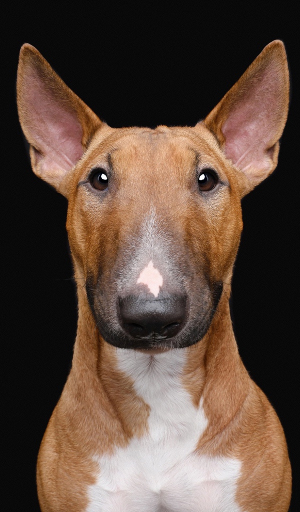 Большой бультерьер на черном фоне крупным планом