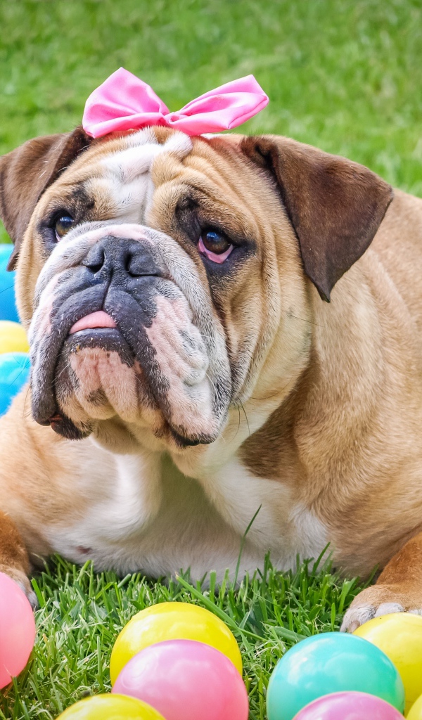 Большой бульдог с бантиком лежит на траве с шариками
