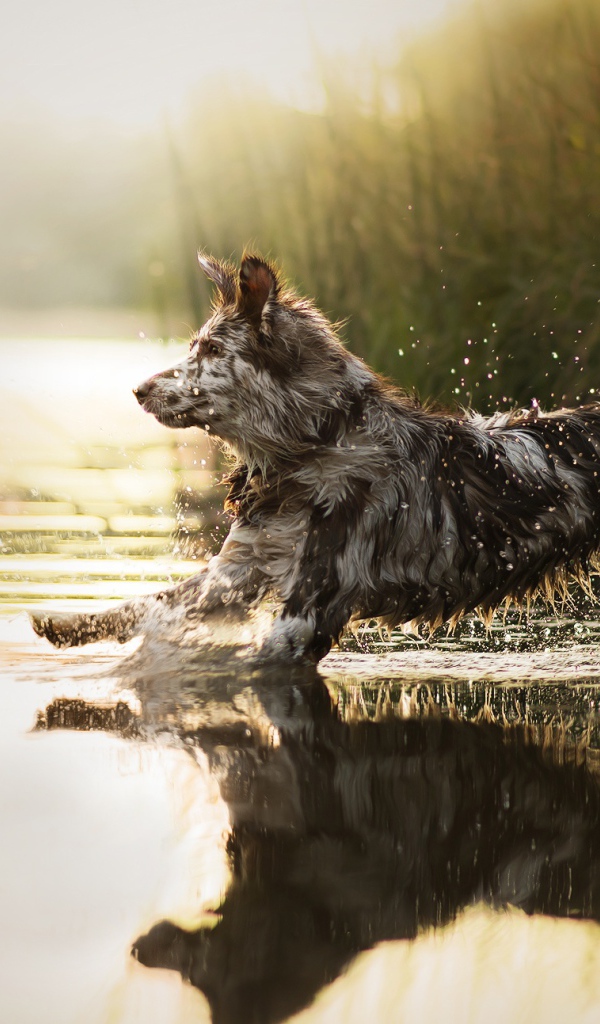Большая собака бежит по воде 