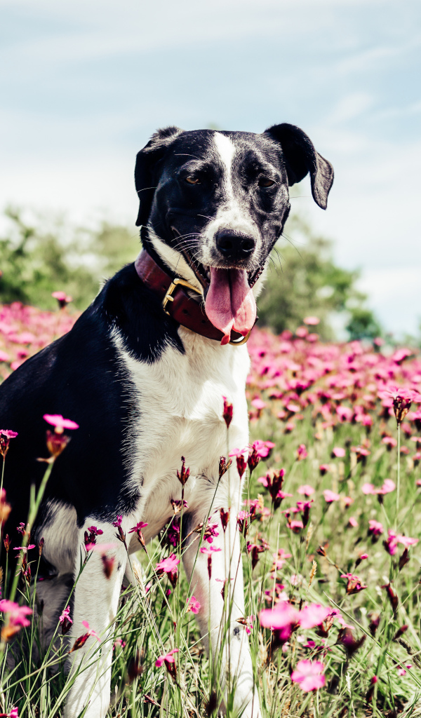 Черно - белая собака с высунутым языком на поле с розовыми цветами