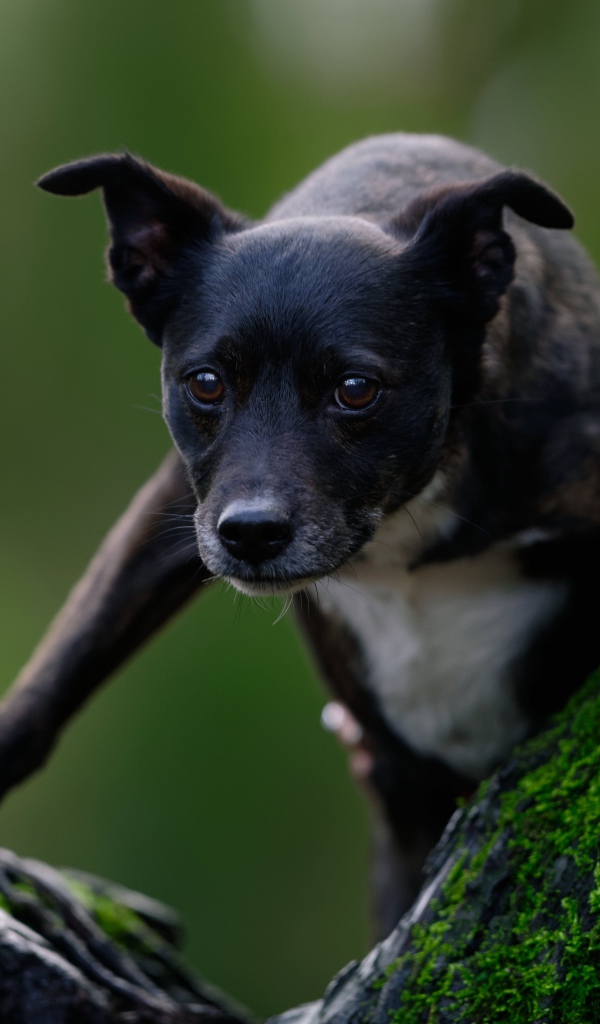 Черный пес залазит на дерево покрытое мхом