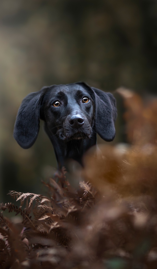 Черный пес прячется в листьях 