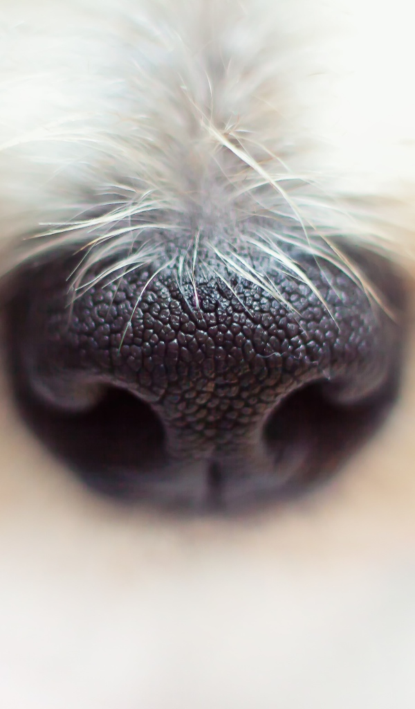 Черный нос собаки крупным планом