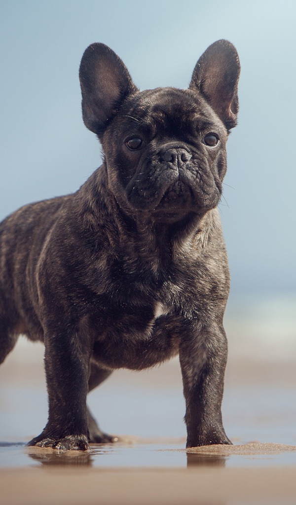 Черный французский бульдог стоит на мокром песке