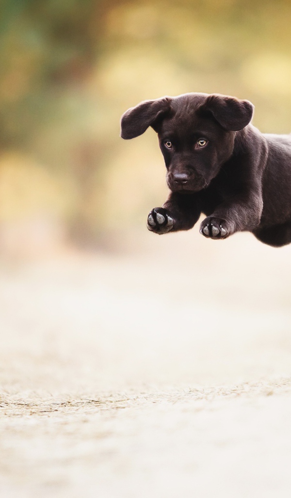 Черный забавный щенок играет с мячом