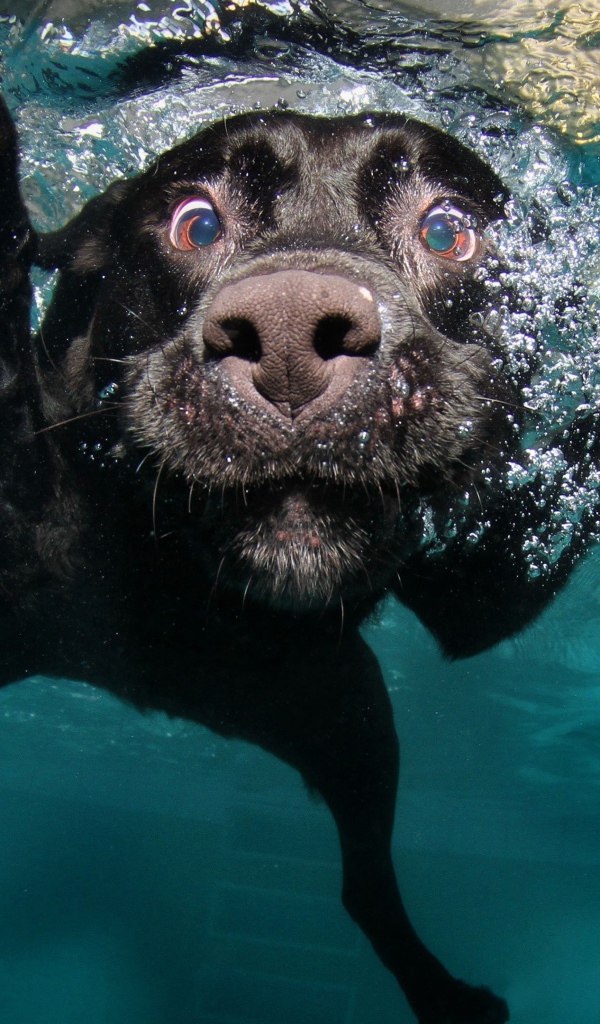 Черный золотистый ретривер плавает в воде 