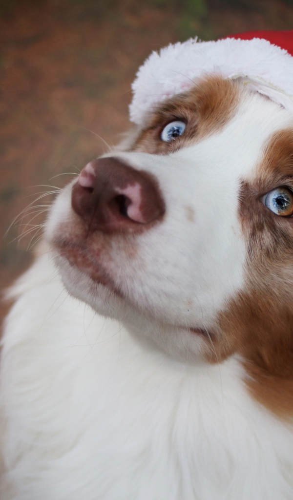 Голубоглазая австралийская овчарка в новогодней шапке 