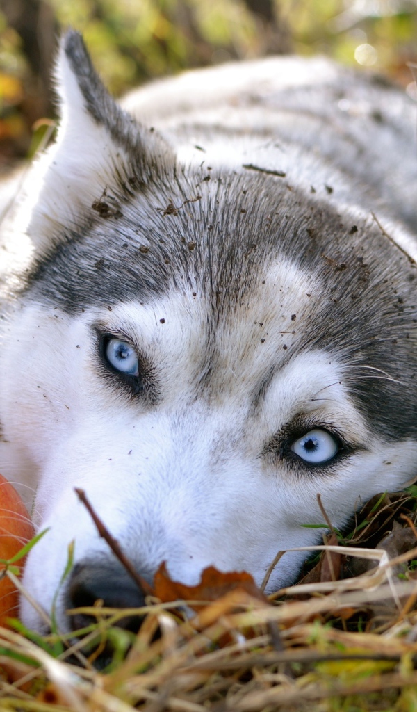 Голубоглазая собака породы хаски лежит на траве
