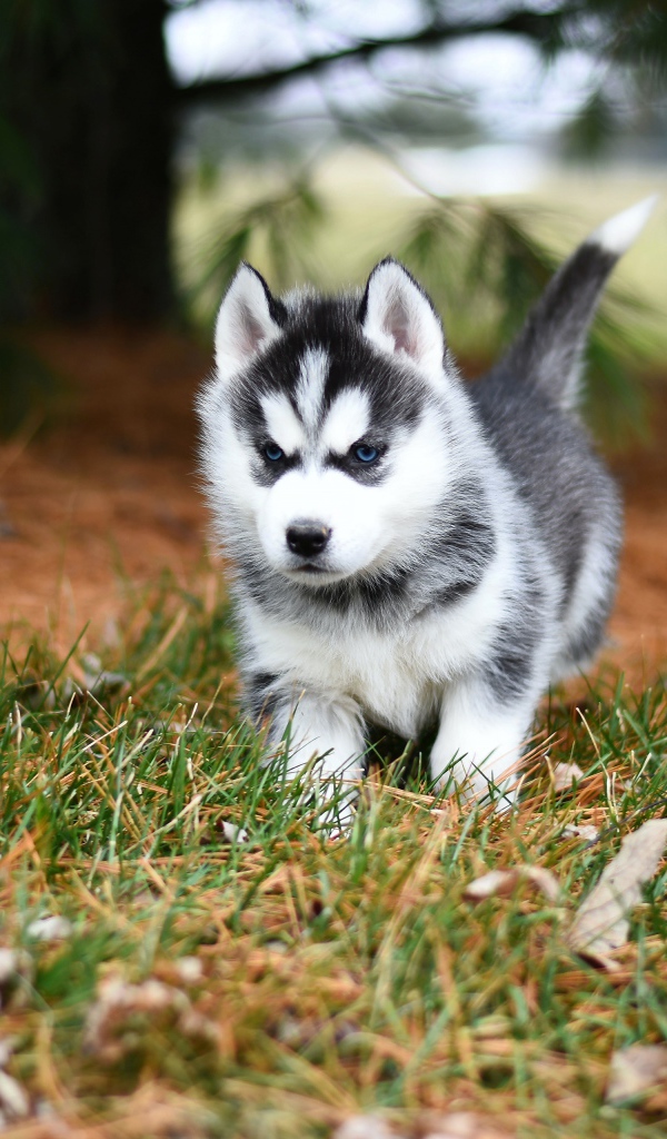 Голубоглазый щенок хаски бежит по зеленой траве