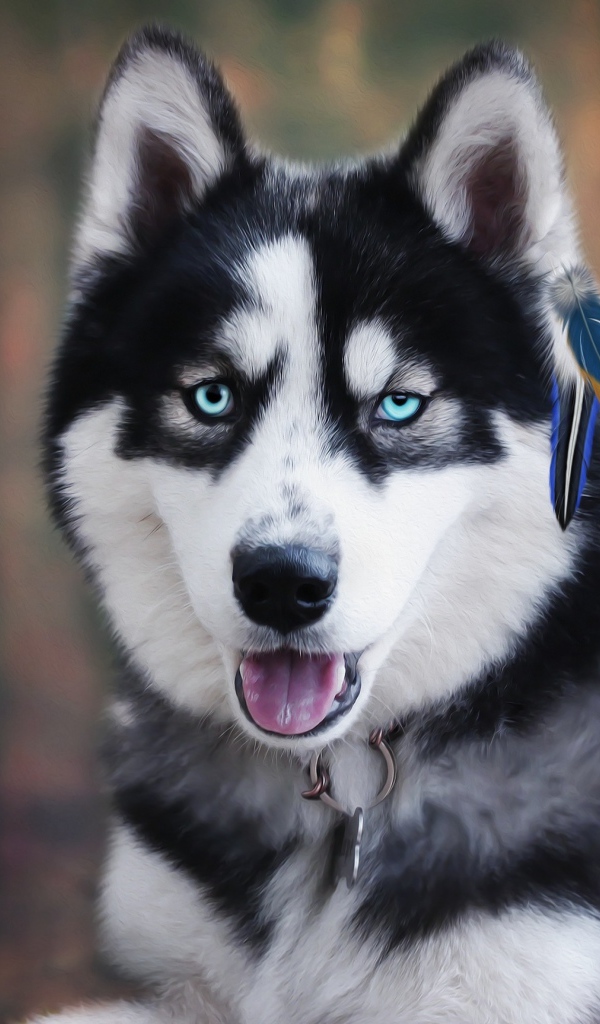 Голубоглазый хаски с высунутым языком