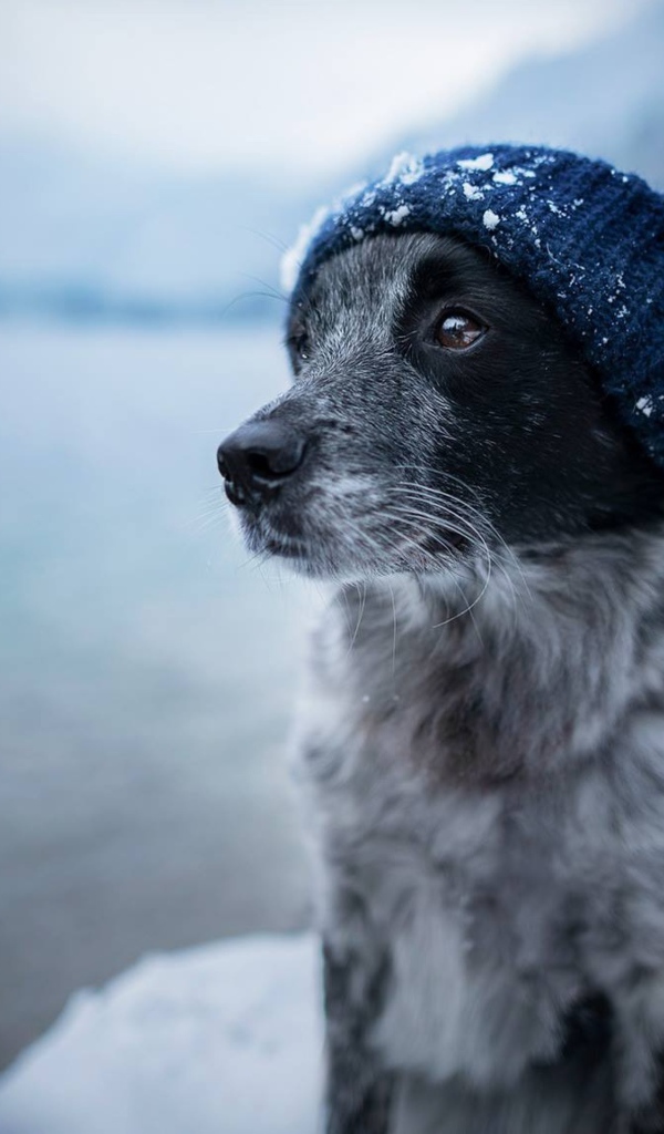 Собака породы бордер колли в теплой шапке 