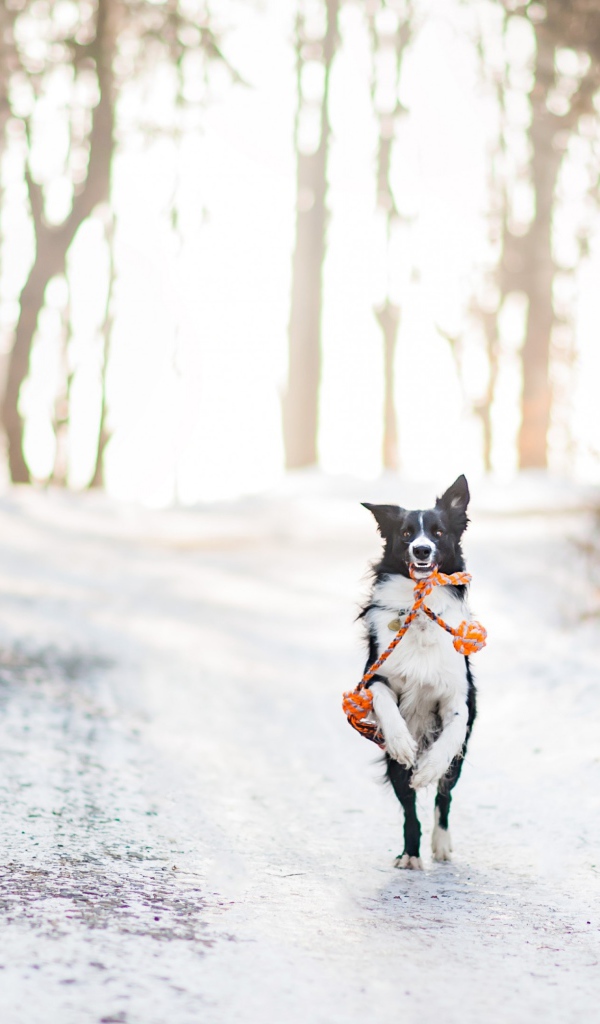 Собака бордер колли бежит по заснеженной дороге