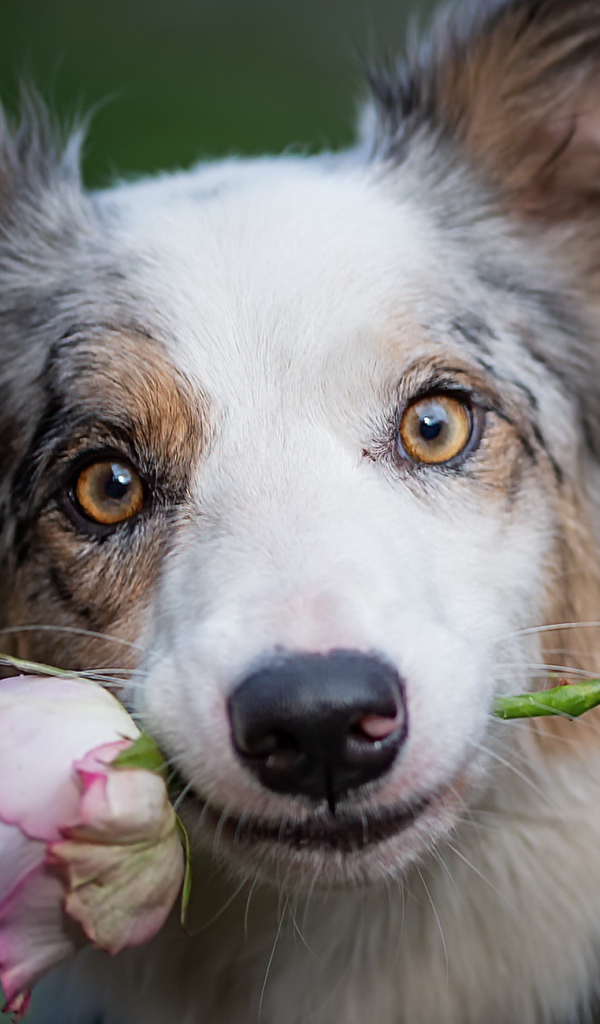 Собака породы бордер колли с розой в зубах 