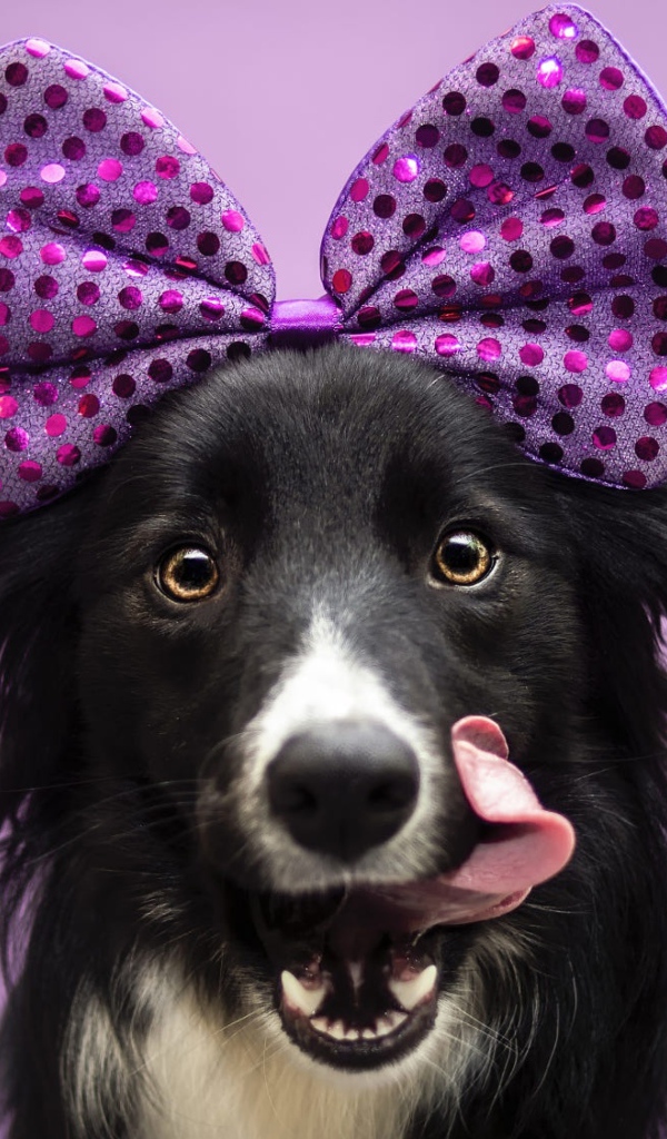 Собака Бордер-Колли с бантом на голове с высунутым языком