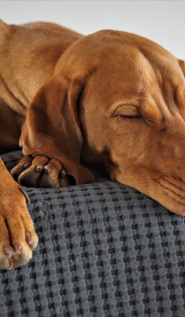 Коричневый пес спит на кровати 
