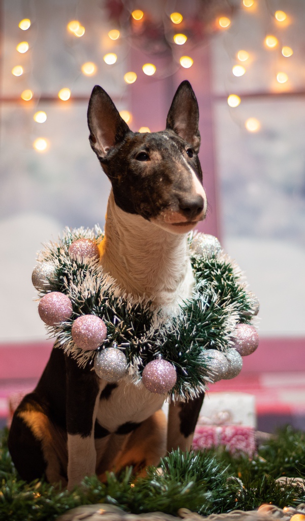 Бультерьер с рождественским венком у окна
