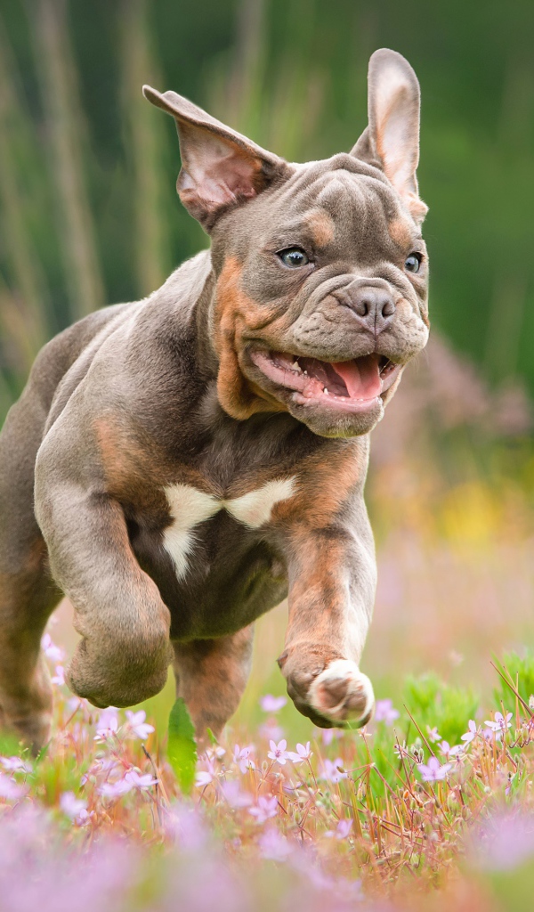 Бульдог бежит по полю с розовыми цветами