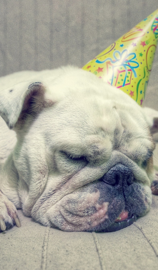 Бульдог спит в праздничном колпаке