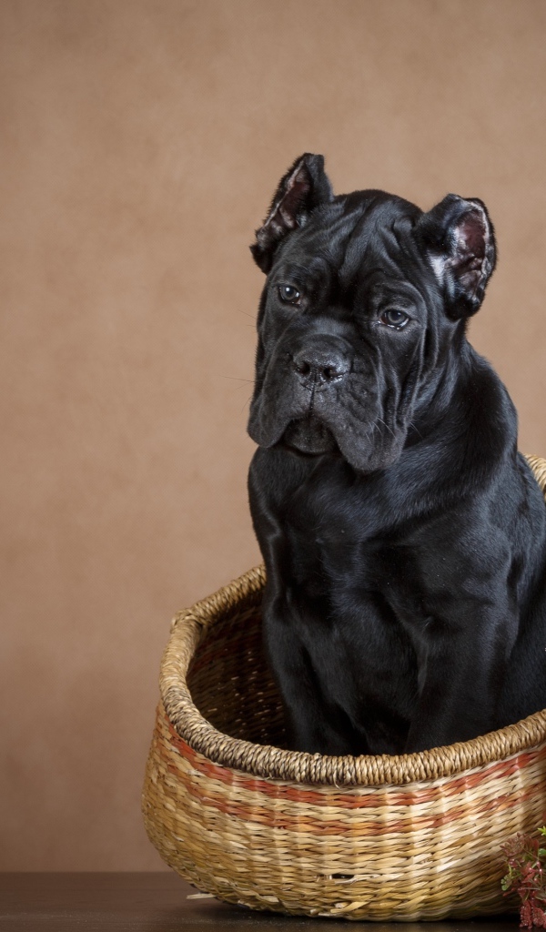 Cane corso puppy sits in a basket on a brown background