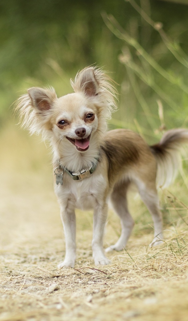 Веселая собака породы чихуахуа на дороге
