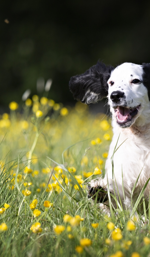 Веселый щенок бежит по зеленой траве с желтыми цветами