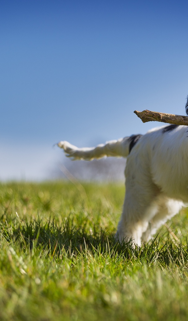 Веселый щенок с палкой бежит по зеленой траве