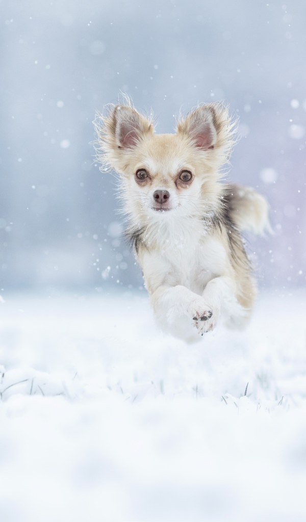 Собака породы чихуахуа бежит по заснеженной земле 