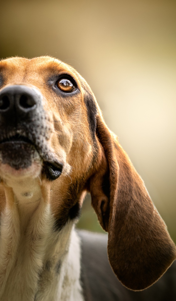 Умный пес породы бигль смотрит на хозяина