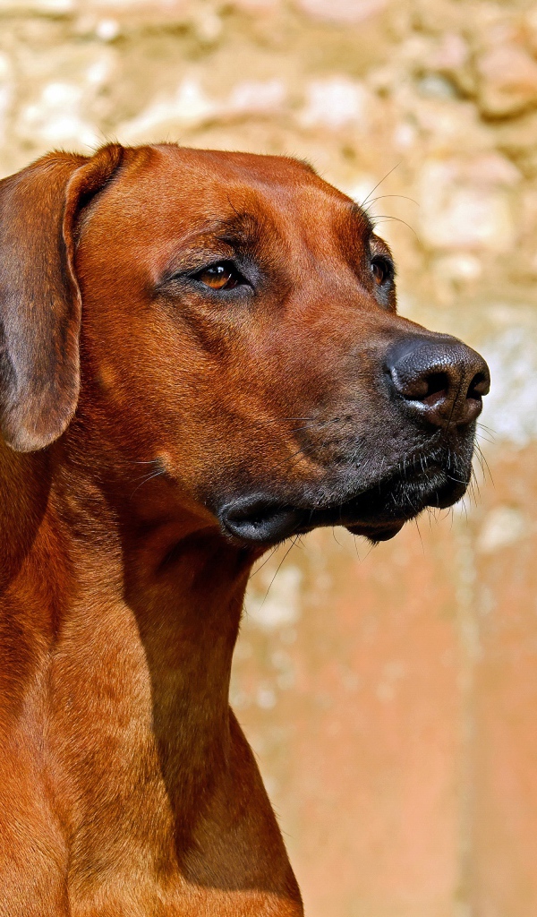 Умный пес породы Родезийский риджбек 