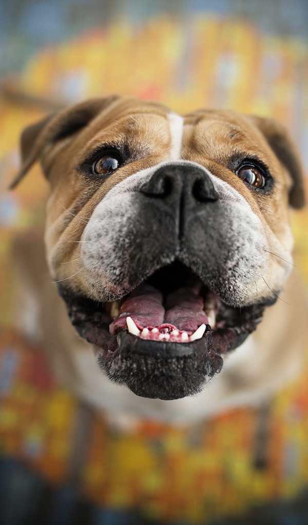 Довольная морда бульдога  