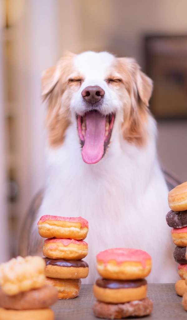 Довольный пес с высунутым языком с пончиками