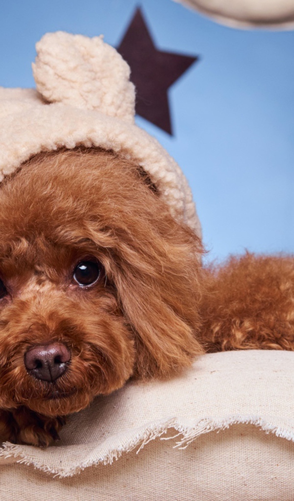 Милый коричневый пудель в костюме готовится ко сну