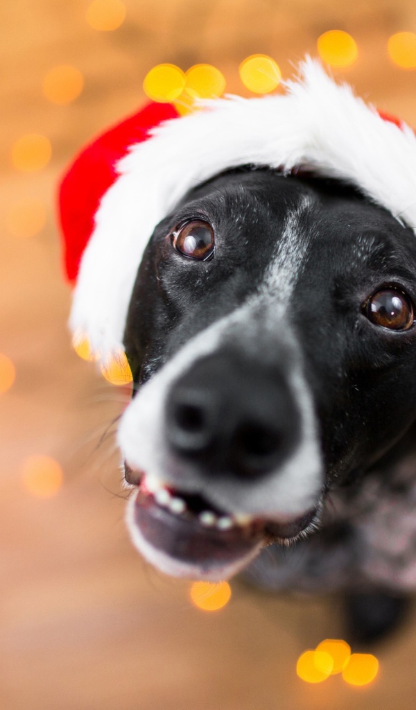 Морда пса в новогодней шапке