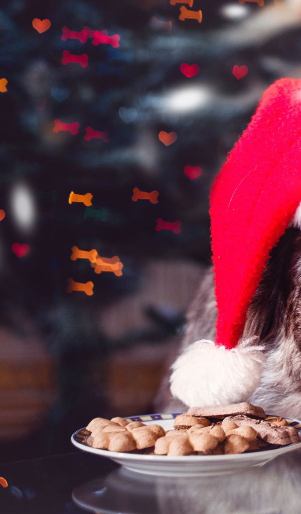 Собака в красной новогодней шапке с печеньем 