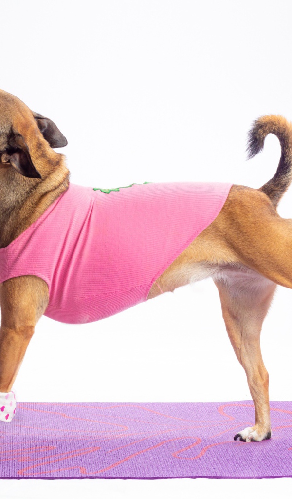 Собака в костюме занимается фитнесом 