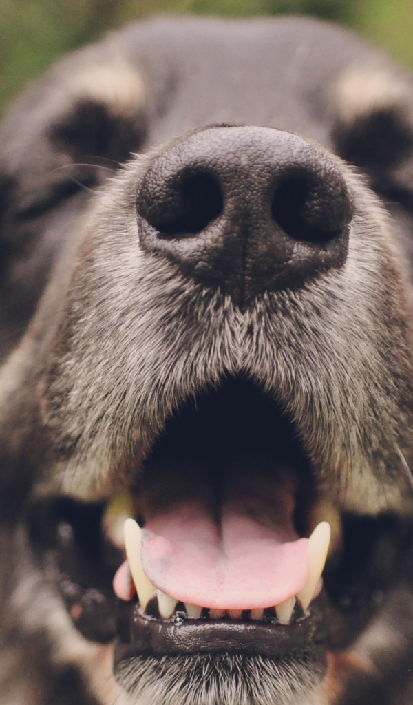 Собака с закрытыми глазами открыла пасть 