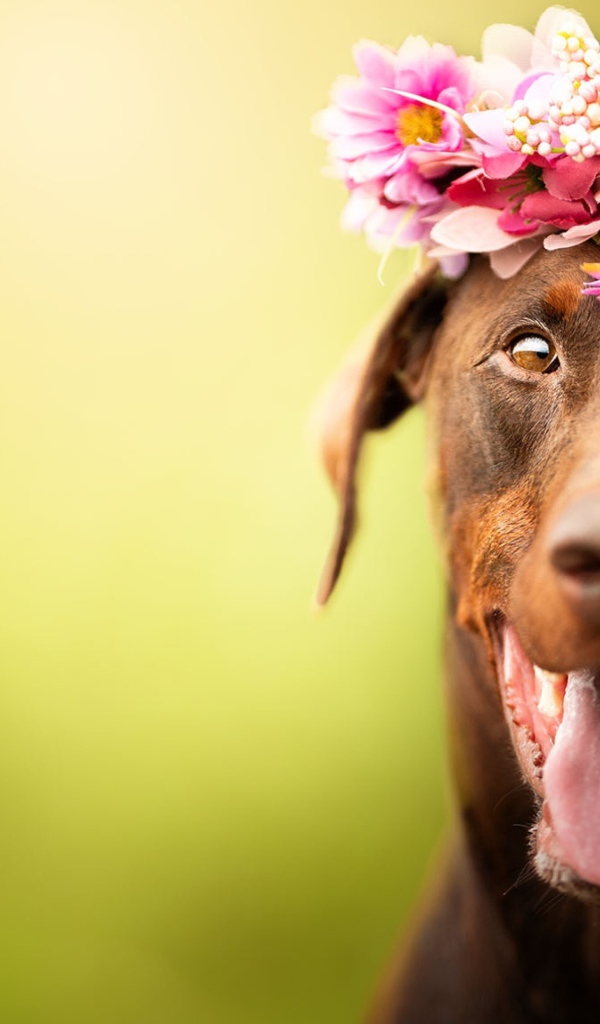 Собака с открытой пастью с венком на голове 