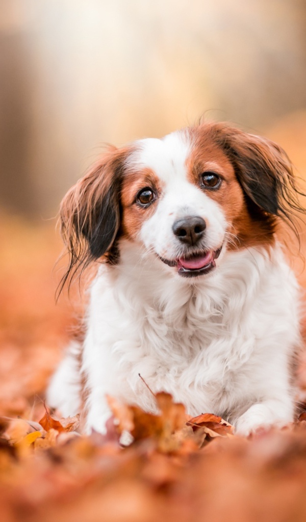 Собака с высунутым языком сидит на сухих листьях 