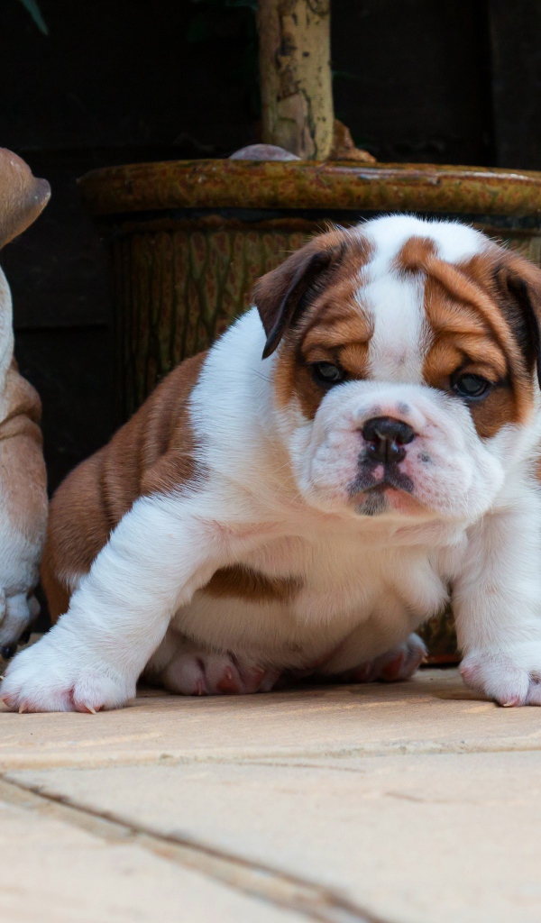 Щенок английского бульдога с садовыми фигурами