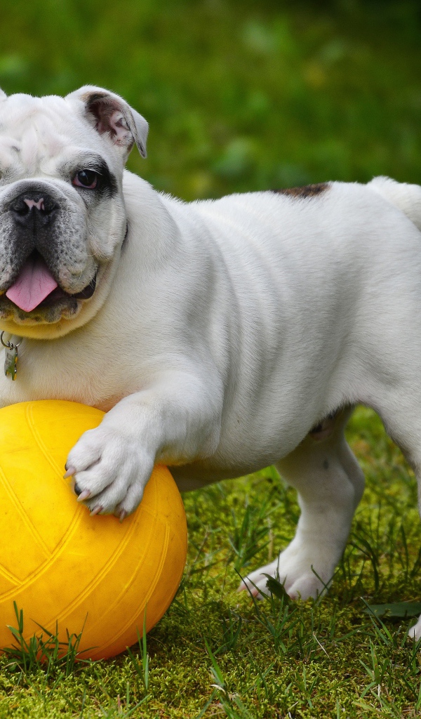 Английский бульдог  играет с мячом на зеленой траве