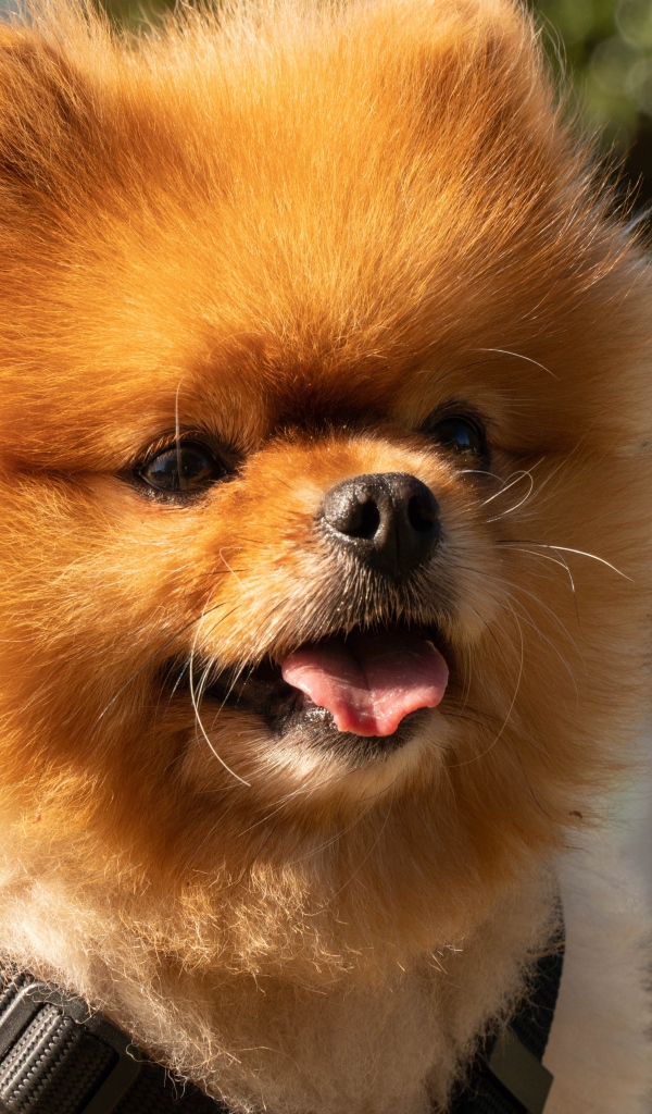 Пушистый померанский шпиц с высунутым языком